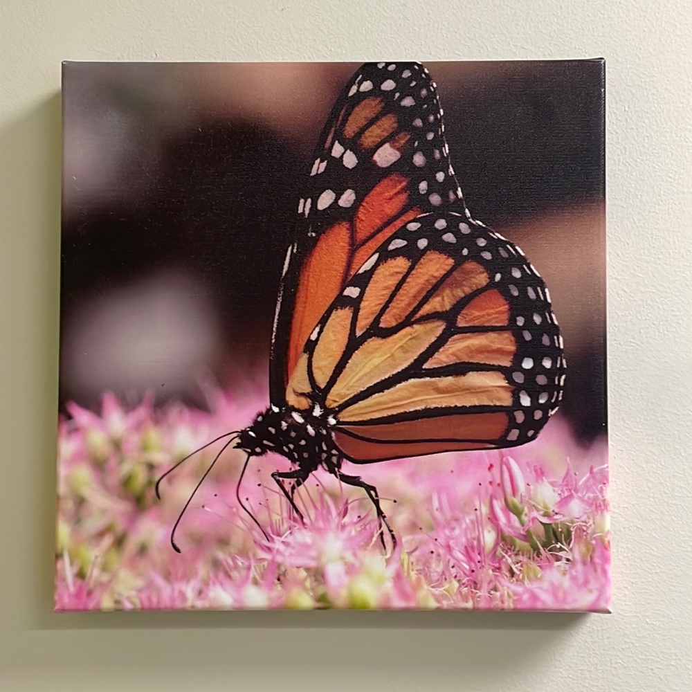 Butterfly on flower canvas picture